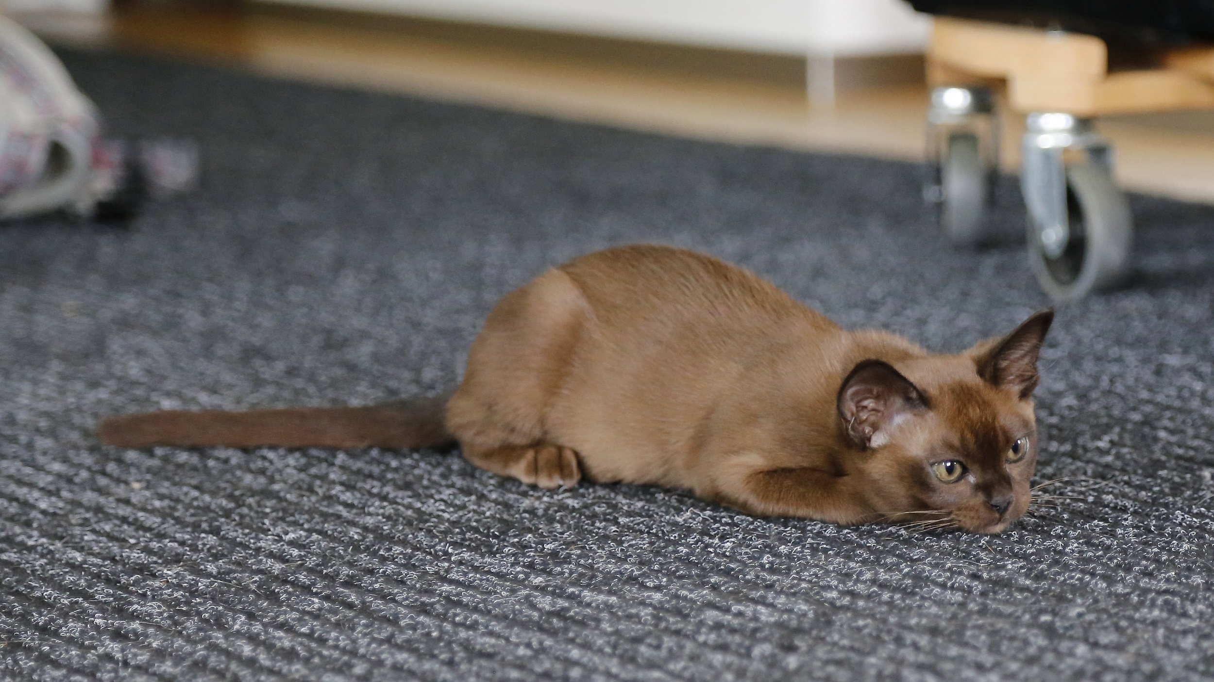 Menghilangkan Bau Kencing Kucing