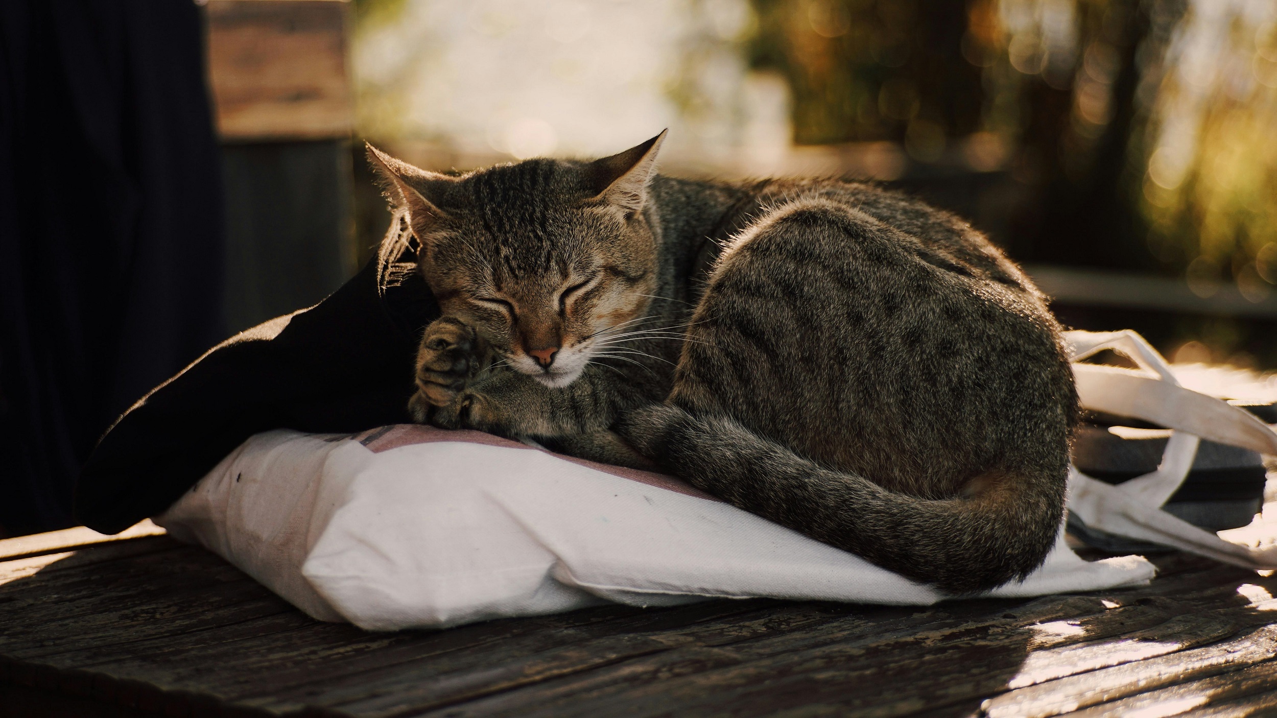 Menghilangkan Bau Kencing Kucing