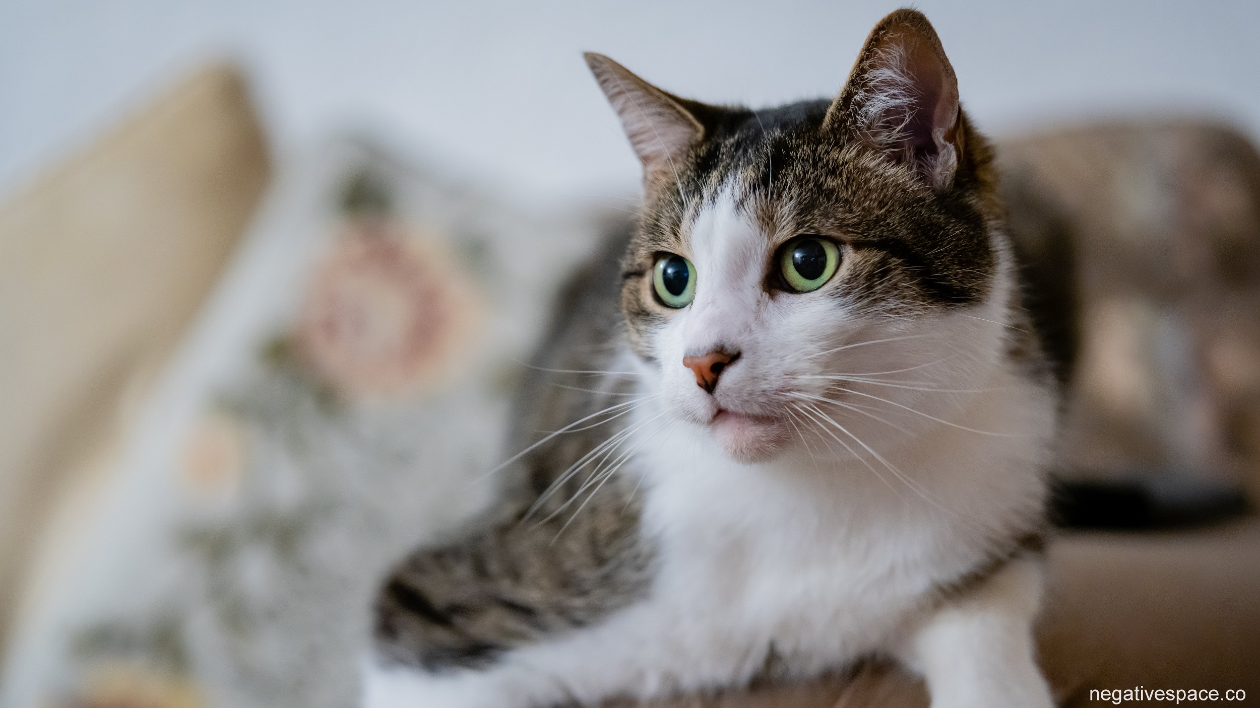 Menghilangkan Bau Kencing Kucing